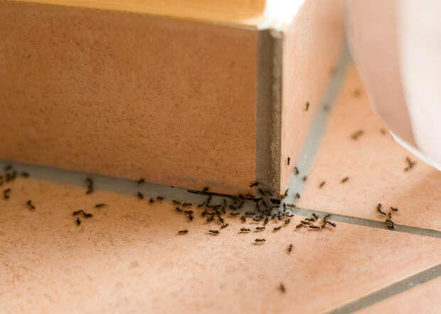 Выпроводить муравьев из дома. | Фото: Agronomu.