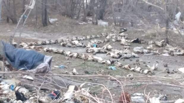 В Тольятти нашли кладбище домашних животных сатанистского толка