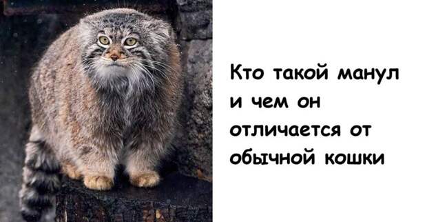 Кто такой манул и чем он отличается от обычной кошки