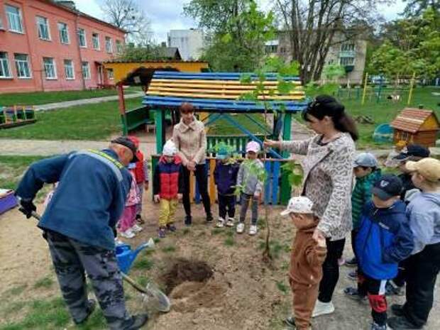 Благоустройство территории - посадка дерева.