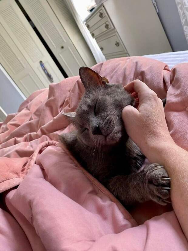 Внезапные котейки, которые неожиданно заявились к людям