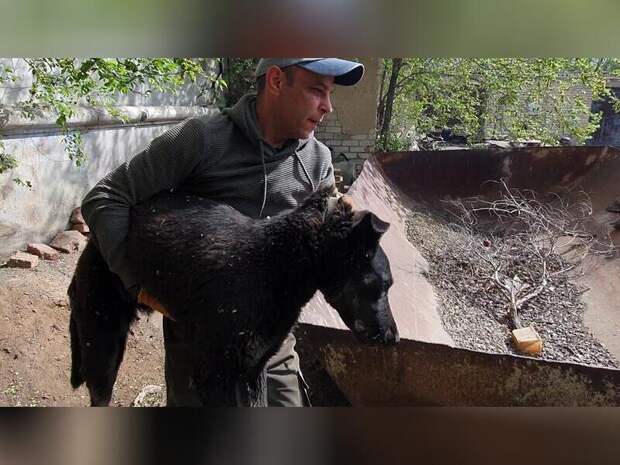 За сутки в Чите отловили 19 бездомных собак