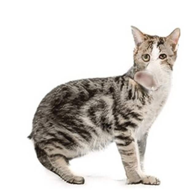 6 упоротых кошек, которых, к счастью, не существует