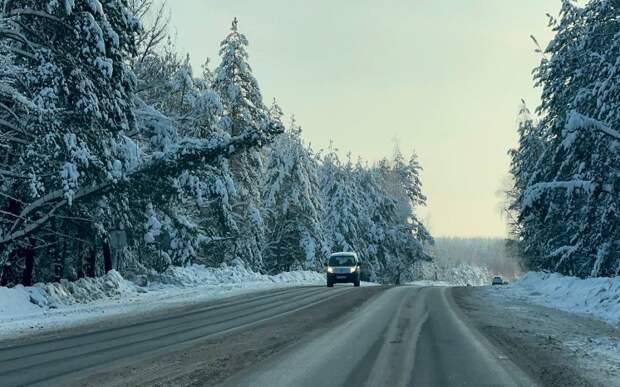 Нависшая над дорогой сосна грозит водителям на пути в Солотчу