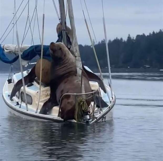 Два гигантских морских льва «одолжили» лодку покататься