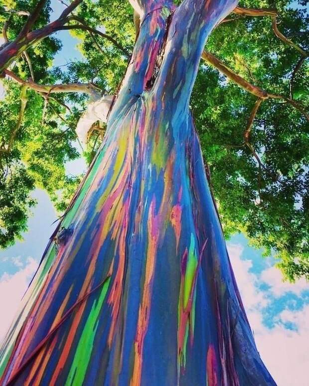 25 удивительных деревьев, которые больше напоминают фантазию художника
