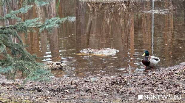 Ямальцы путем голосования определили сроки весенней охоты