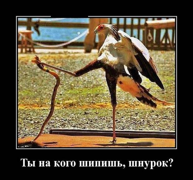 Демотиваторы (30 фото)