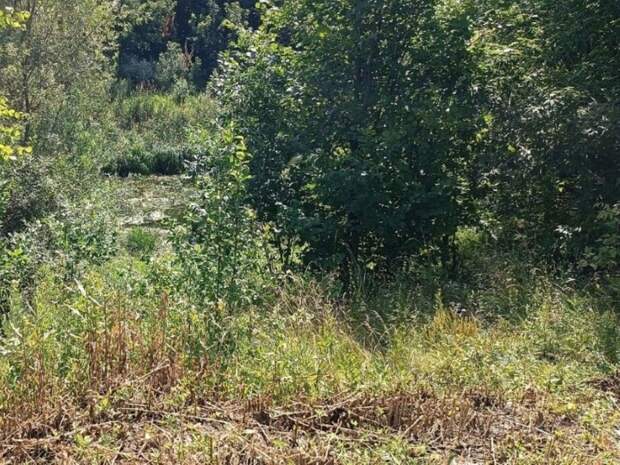 Пропавшую два месяца назад женщину из Приамурья нашли мертвой в болоте