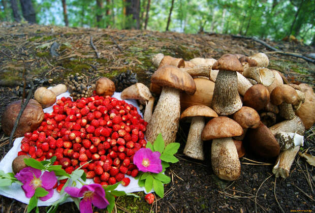 Жители Тверской области ведрами носят грибы и ягоды