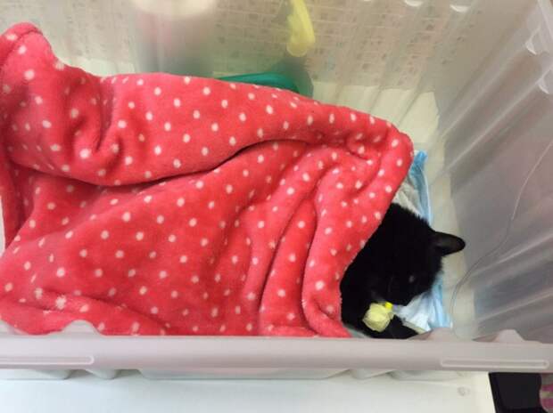 Водитель сбил кошку и решил подкинуть ее к дверям клиники волонтер, истории спасения, приют, черная кошка