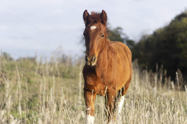 Символ 2026 года — Красная Огненная Лошадь: чего ждать от нового года и как его встретить