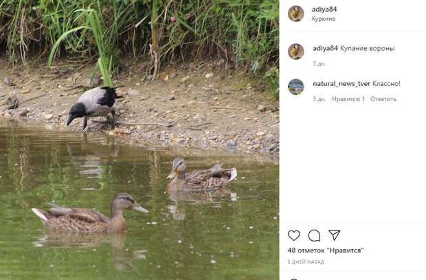 Фото дня: утки выгнали ворону из воды