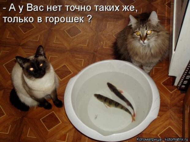 Новая котоматрица на Бугаге (44 фото)
