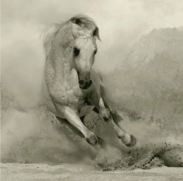 Фотография: Сказочная красота — арабские и андалузские лошади №12 - BigPicture.ru