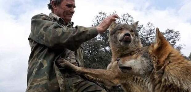 Испанский «Маугли» хочет вернуться к волкам, разочаровавшись в людях в мире, волки, животные, жизнь, история, люди, природа