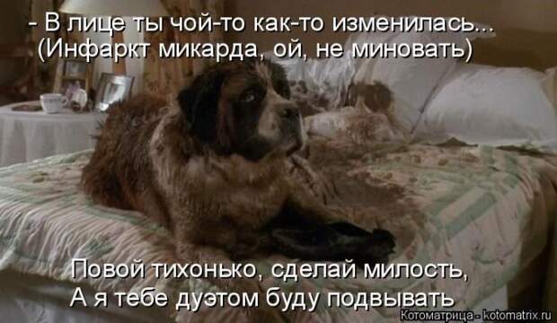 Лучшие котоматрицы недели (50 фото)