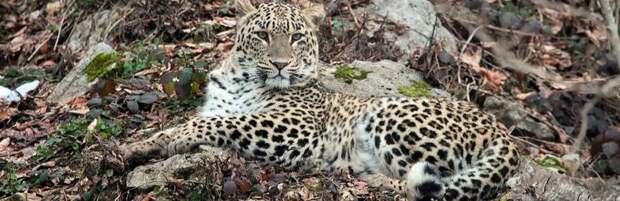 Как на Кавказе восстанавливают популяцию леопардов