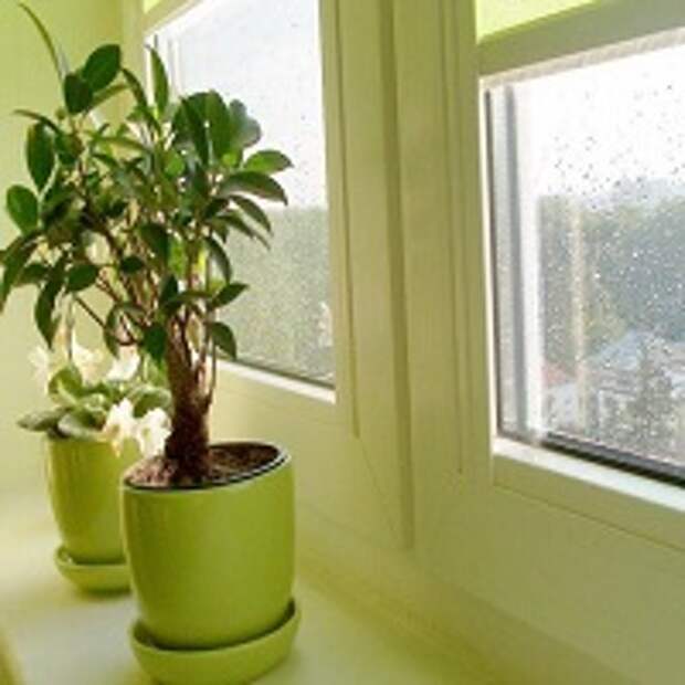 растения на окнах 2