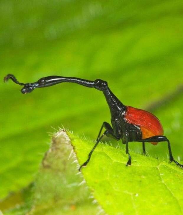 Яркие и смешные, поразительные и удивительные - это все они жуки, интересное, красивое, насекомые