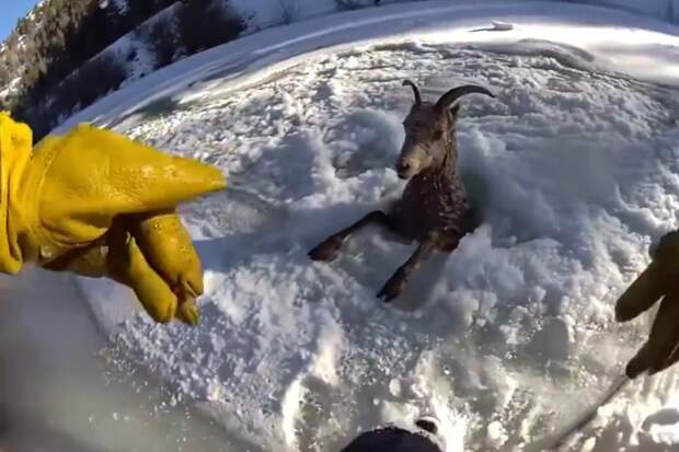 В США запечатлели на видео спасение горного барана из ледяной реки