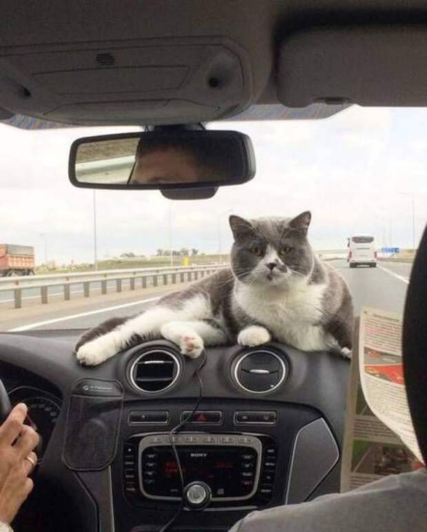 Прикольные картинки Прикольные картинки