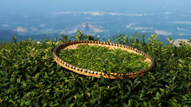 Хлынуло море урожая: в Китае стартовал весенний сезон чая