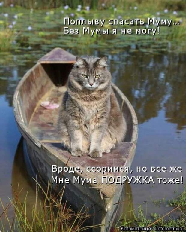 Новая котоматрица на Бугаге (44 фото)