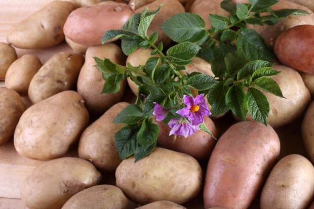 Ранний картофель особенно актуален для дачников