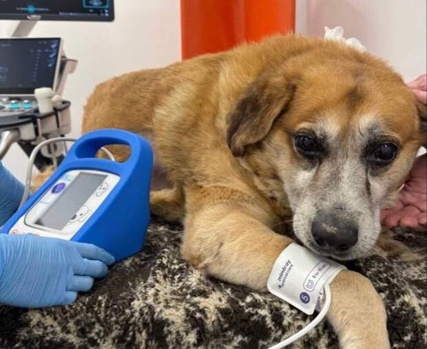 ОН: в Сочи мужчина запинал дворового пса за громкий лай