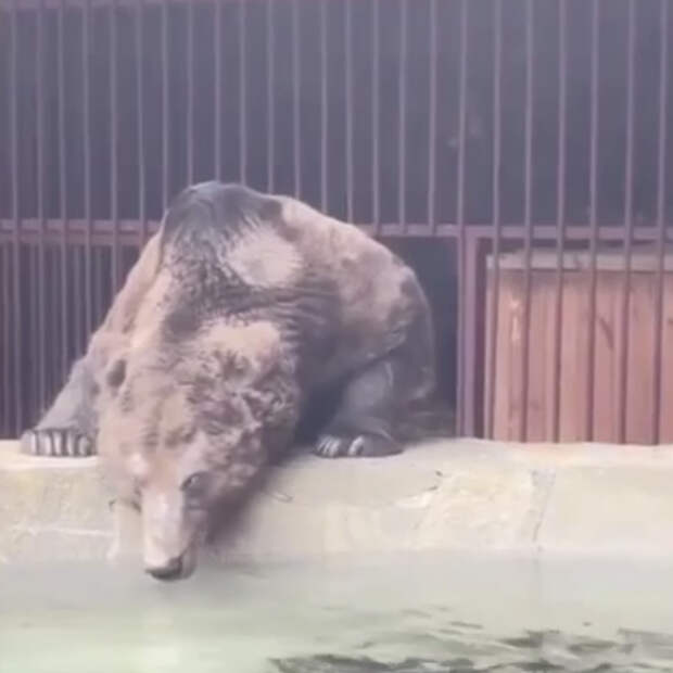 Спасенный медведь Степан обзавелся новым домом с бассейном