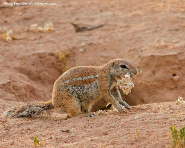 Призеры конкурса фотографий Comedy Wildlife Photography Awards 2019
