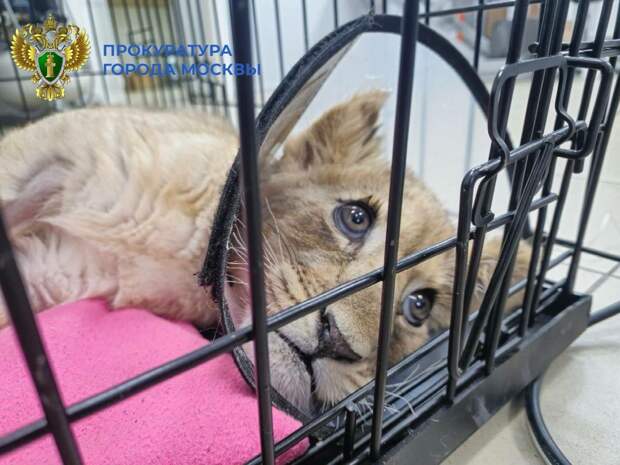 У изъятой у столичного блогера покалеченной львицы нашли лейкемию