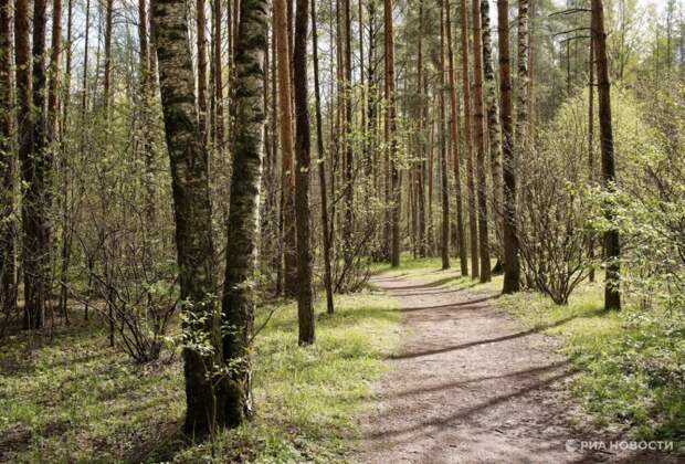 В Крыму появился новый вредитель хвойных растений – златка