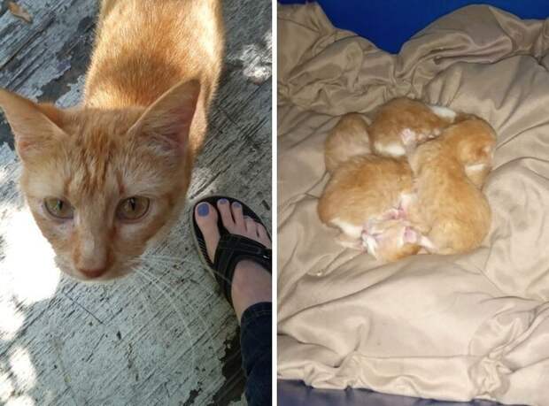 Внезапные котейки, которые неожиданно заявились к людям