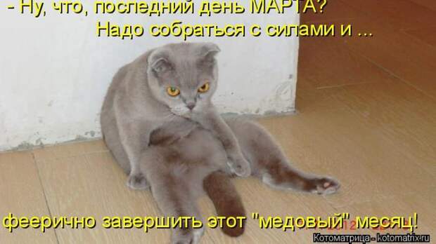 Забавные животные (50 фото)