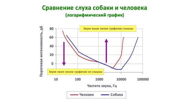 Мы слышим некоторые низкочастотные звуки лучше, чем собаки. при этом одинаково чувствительны к звукам, которые попадают в диапазон обычной человеческой речи. График: Stanley Coren Мы слышим некоторые низкочастотные звуки лучше, чем собаки. при этом одинаково чувствительны к звукам, которые попадают в диапазон обычной человеческой речи. График: Stanley Coren