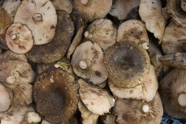 Власти Германии призвали не покупать маринованные грибы из Сибири из-за ботулизма