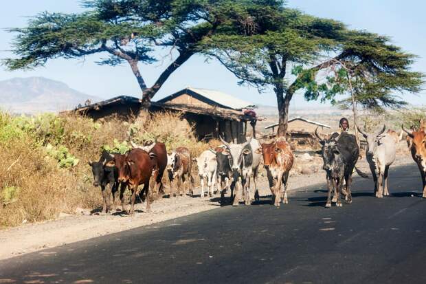 Парламент Кении выступил с идеей разработки программы по защите домашних животных от засухи