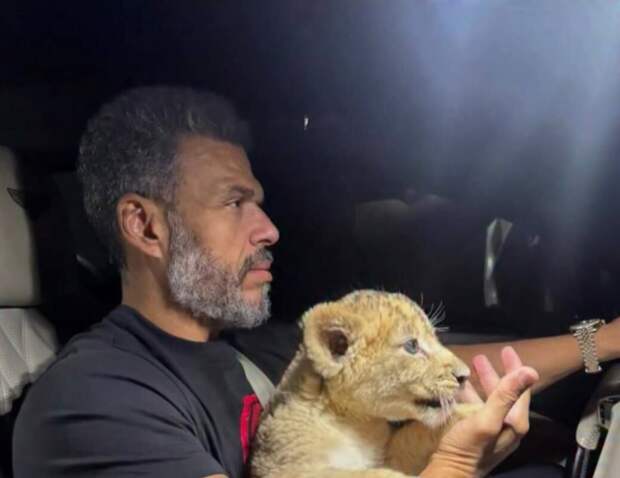 112: блогер Шенино держит львенка дома в Красногорске