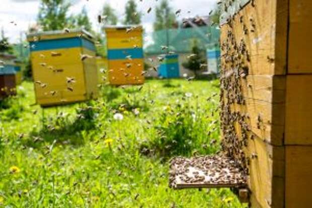 Семинар по пчеловодству организуют сотрудники «Аптекарского огорода». Фото предоставили сотрудники пресс-службы «Аптекарский огород»