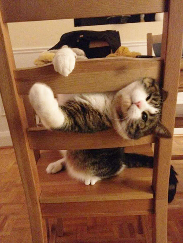 Котики, которые попали в неловкое положение