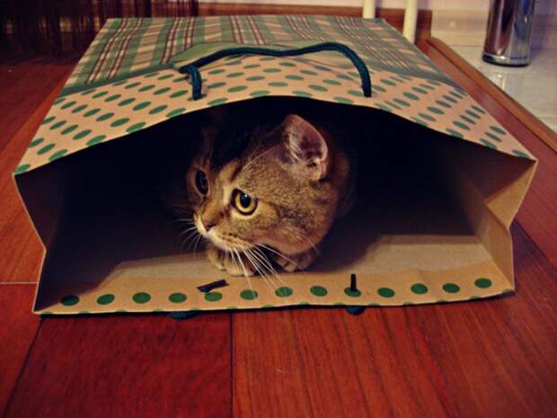 Коты, открывшие для себя «мир пакетов» животные, коты, пакет