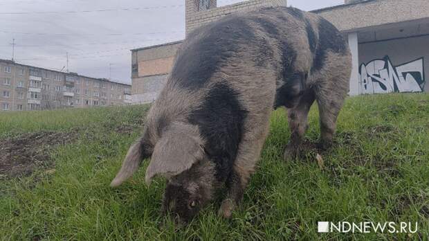 На улицы Ревды вернулись бродячие свиньи