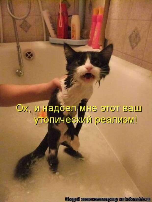 Лучшие котоматрицы недели (50 фото)
