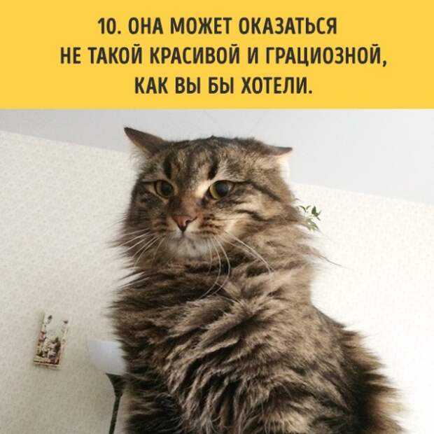 18 вещей, c которыми вы столкнетесь, когда заведете кошку коты, пушистики, факты