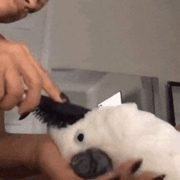 gif, подборка, попугаи, прикол, птица, птицы