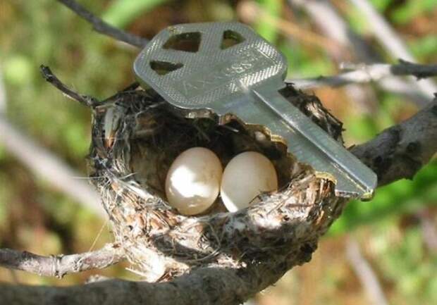 Яйца и гнездо колибри - для восприятия размеров приложен ключ