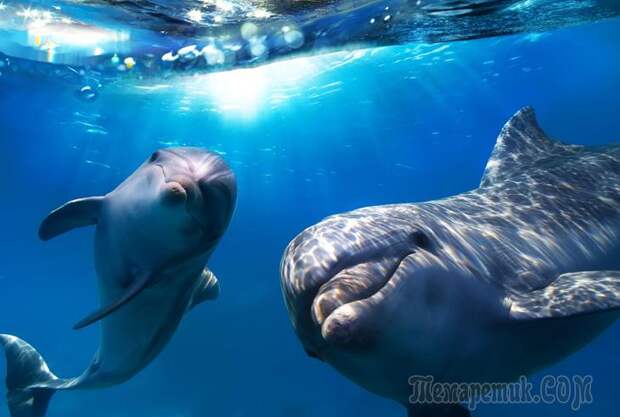 самые умные животные в мире топ 10 - дельфины