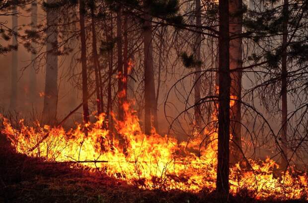 В Хабаровском крае за сутки потушили семь лесных пожаров